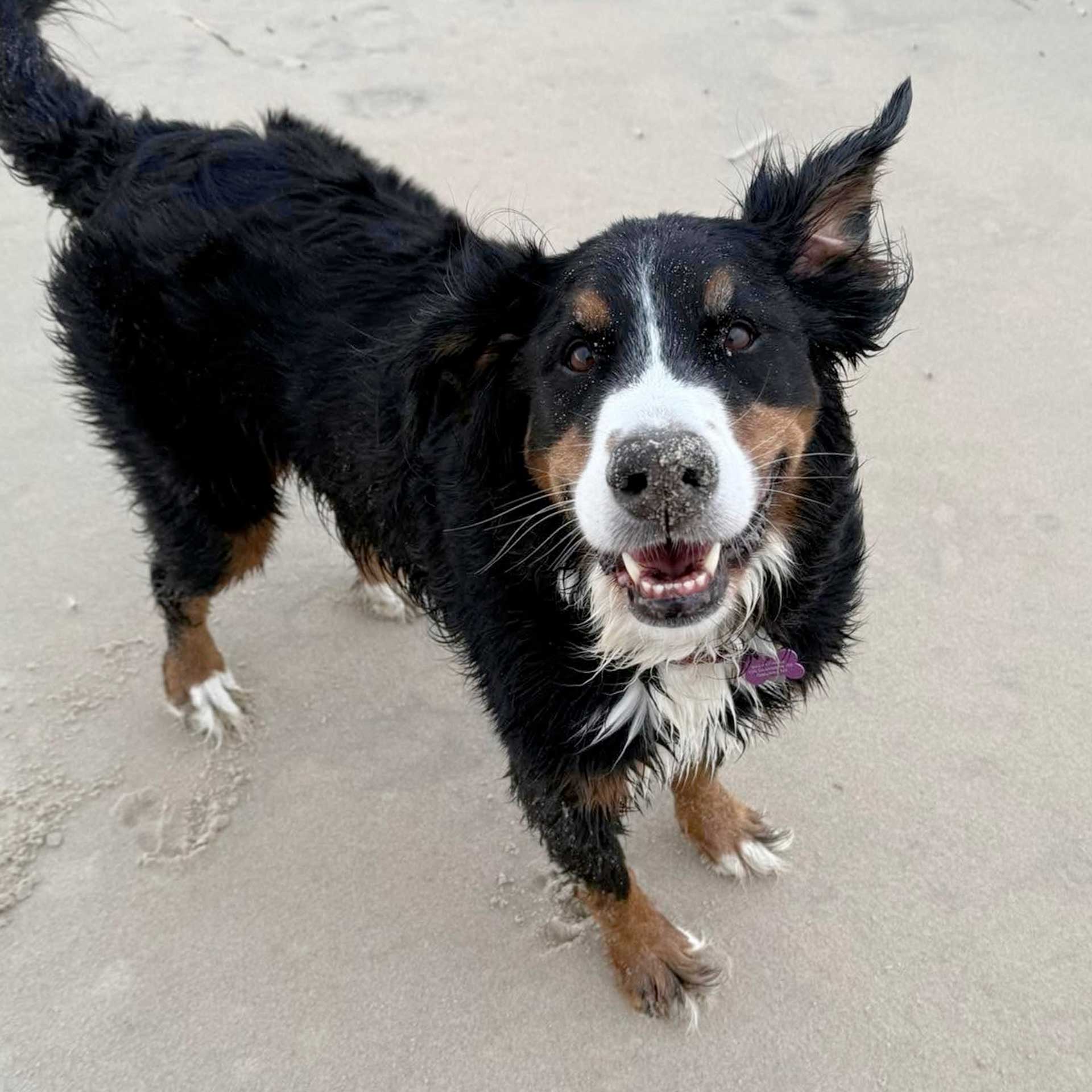 silly kyber bernese mountain dog