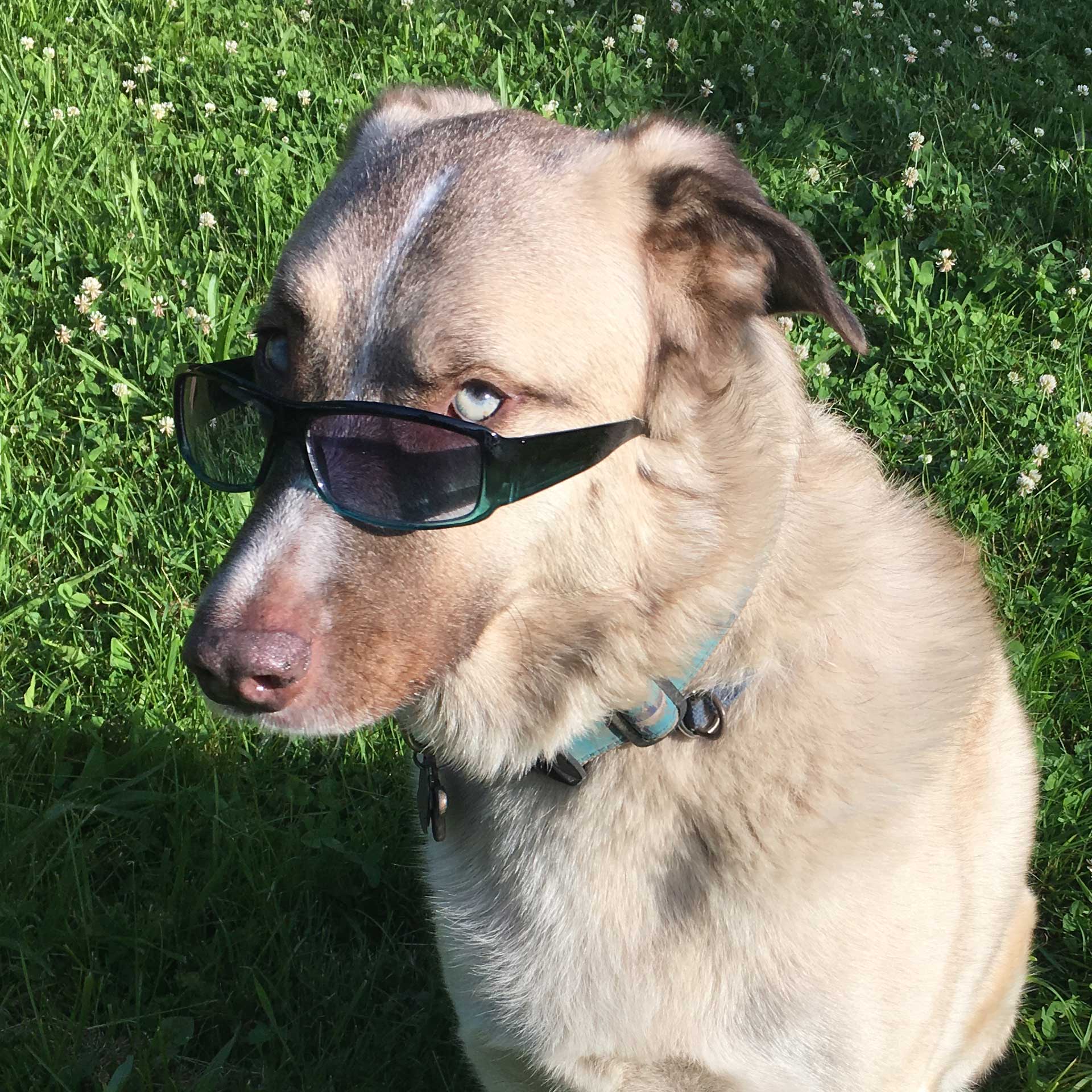 Odin Gilday - Anatolian Shepard dog wearing glasses