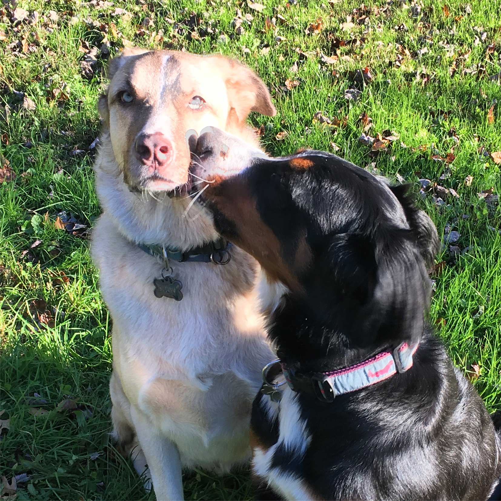 two dogs showing affection